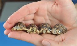 drzazzles:  opticallyaroused:  A Quartet of Critically Endangered Egyptian Tortoises  OH MY GOD THEYRE SO TINY 