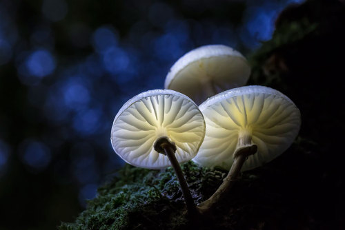 princesswhatevr:indigo4733:littlelimpstiff14u2: The Mystical World Of Mushrooms Captured In Photos M
