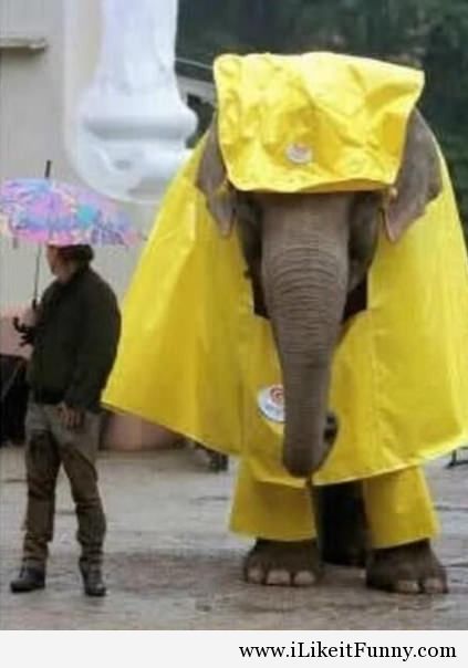 (via Funniest elephant photo - Funny Picture)