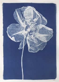 furtho:Anna Atkins’ cyanotype, 1844 (via