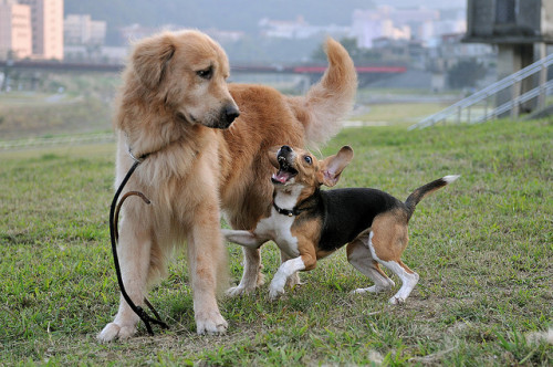hittycat:  misterwooff:  小狗欺大狗 by 號獃 H.D on Flickr.  Wyatt and Adryan