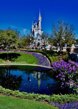 fanofmickey:  Magic Kingdom