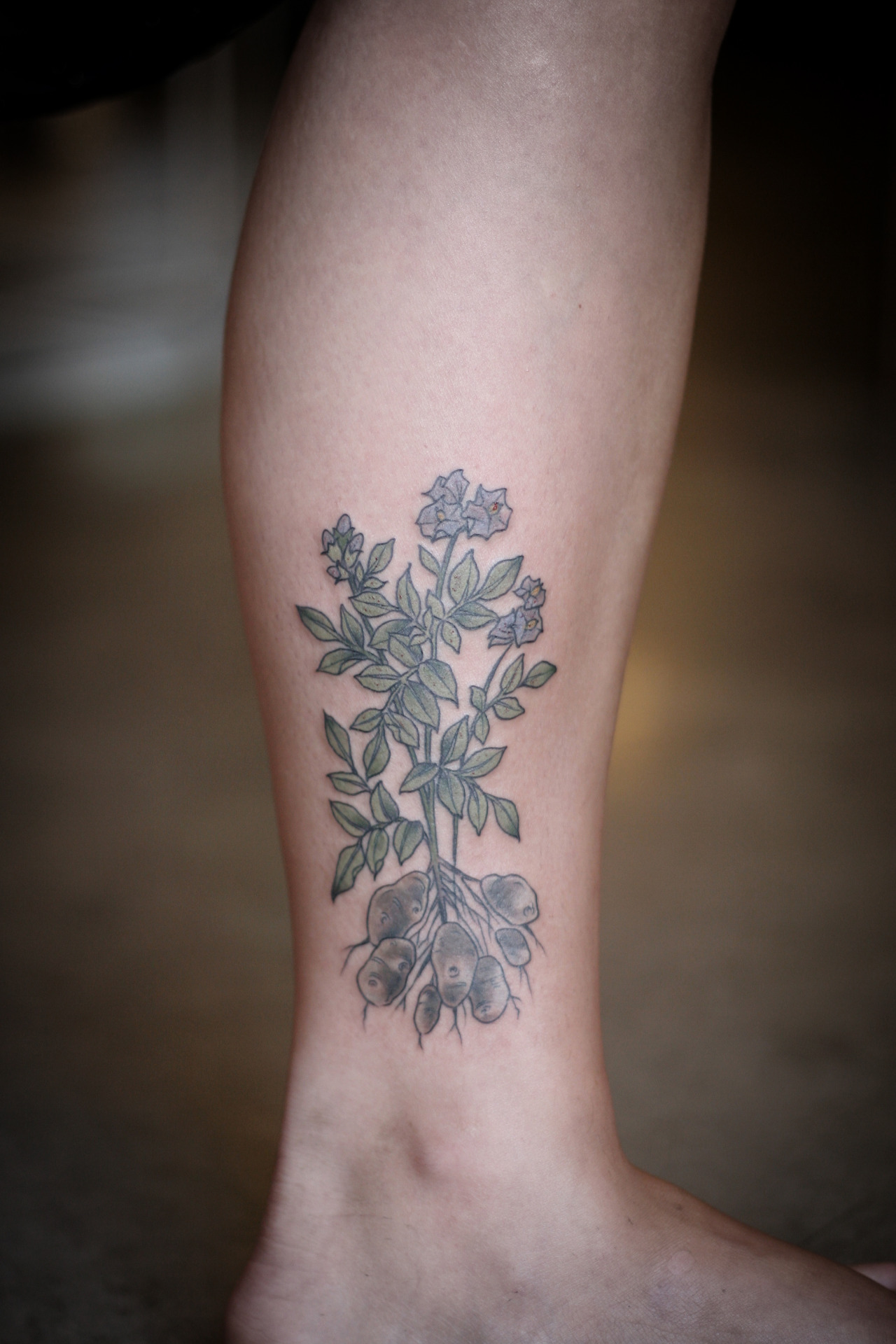Tattoo uploaded by Jule • #PlantTattoo #succulents #Kaktus #plants  #naturetattoo #linework #flashtattoo #blackwork #flowers • Tattoodo