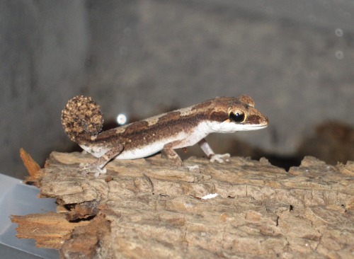rate-my-reptile:un-seenbymosteyes:Geckos that curl their tails1) Cyrtodactylus elok 2) Paroedura and