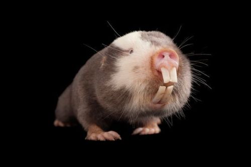 ainawgsd:The Damaraland mole-rat, Damara mole rat, or Damaraland blesmol (Fukomys damarensis) is a b
