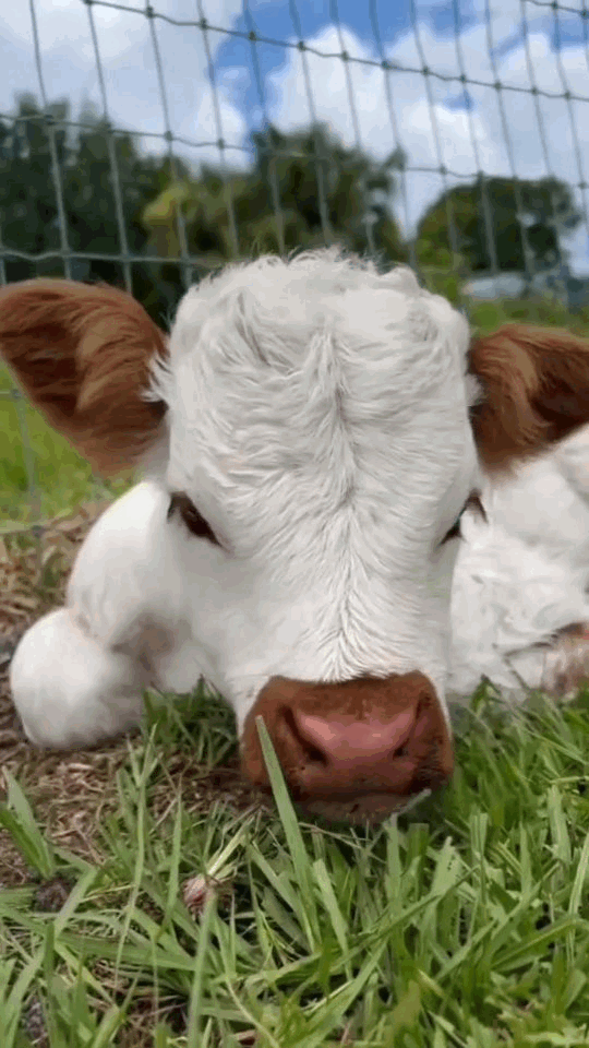 Cowsvibes On Instagram