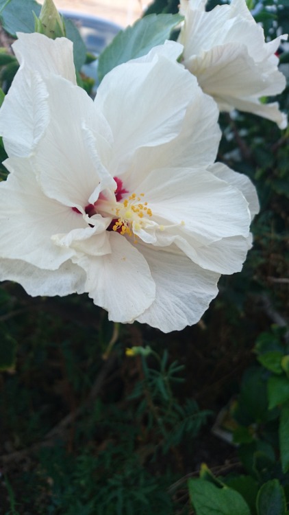 bloomsandfoliage: Double-flowering white hibiscus