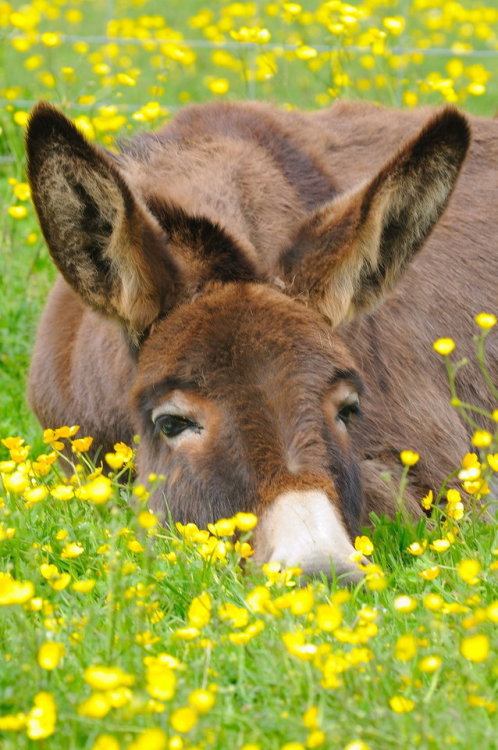 afaerytalelife: Donkey among The Buttercups.