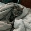 kittielover22