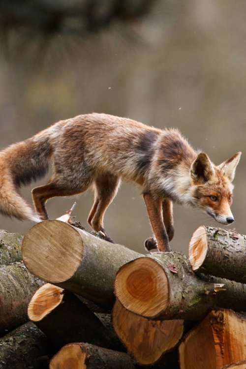 Sex waasabi:  Red fox by Pim Leijen  pictures