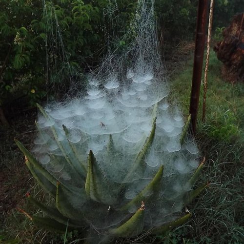 Wet, dewy spider webs on an aloe plant..“i miei ragni in una notte di rugiada un paio di settimane f