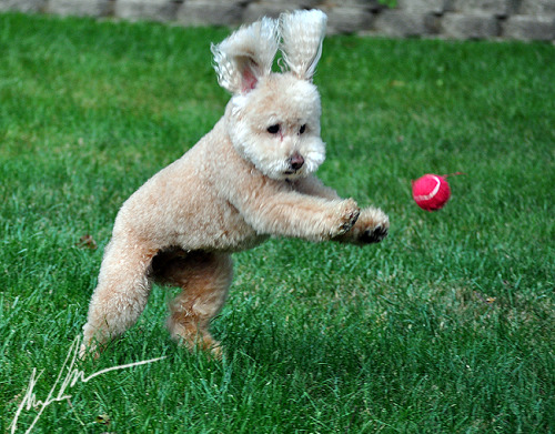 lemme just talk to you real quick about my dog’s inability to catch toys gracefully