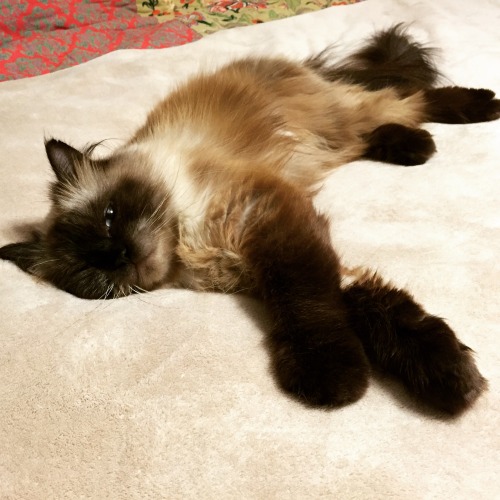 iamagiantprincess: Meet Theodore Rigby Fluffypants, our new rescue kitty. He has giant, fluffy, brow