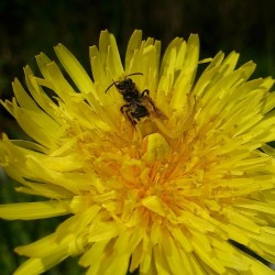 havocados:  Evolution is amazing. A yellow spider blends in perfectly with dandelion petals and waits for incoming pollinators. #spiders #aracnopbobia #spiders tw #nofilter #nature #hphoto  It took me 8 years to find the spider