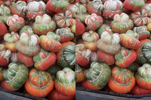 Pumpkin time Cross your eyes a little to see these photos in full 3D. (How to view stereograms)