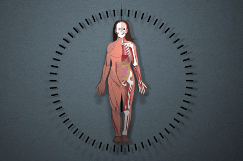 Your Body Is Constantly Refreshing Itself, Bit By Bit. But Every Cell Type Turns Over At A Different