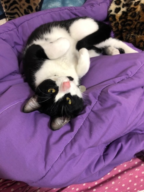 tumbler-of-cats: “here’s my best boy, Butters!”, from  @bestboybutters, thank