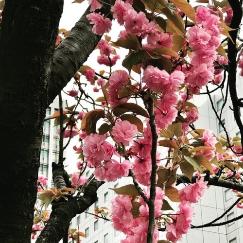 La 2e vague des cerisiers en fleurs. Ceux-ci sont d’un rose plus soutenu et plus touffus. Cherry blo