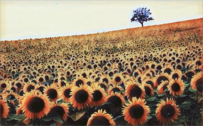 Featured image of post Sfondo Tumblr Girasoli Provided to youtube by tunecoregirasoli emanuele aloiagirasoli 2019 vmdmreleased on