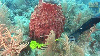 sixpenceee:inverted-typo:  This is actually a test showing how sponges pump water through themselves for filter feeding!They simply colored the water around them so you could easily see the process.        