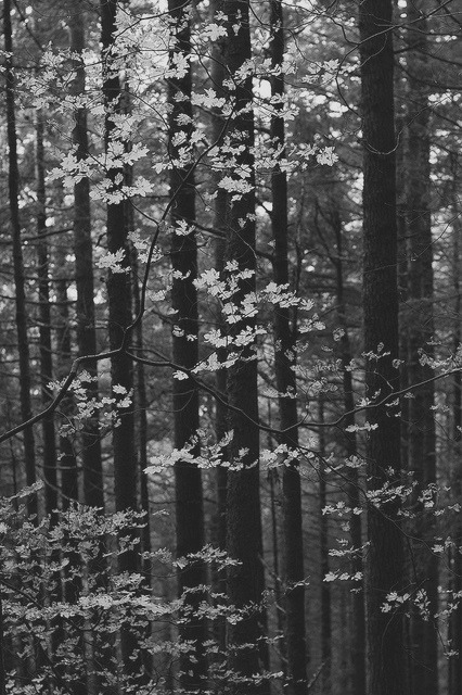 kochac-znaczy-zyc.tumblr.com/post/62653581838/
