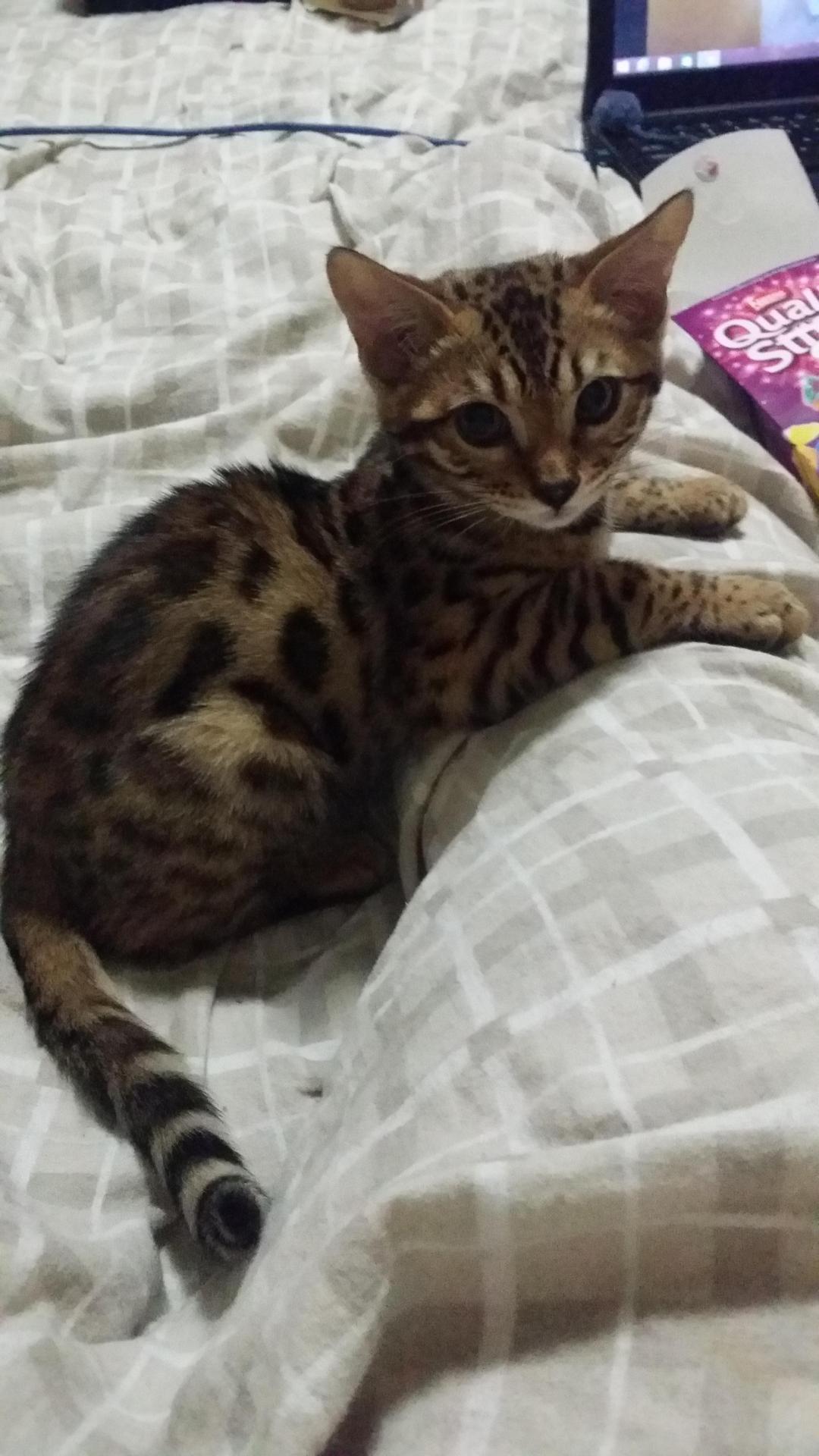 awwww-cute:  I picked him up on Friday night. It was love at first sight