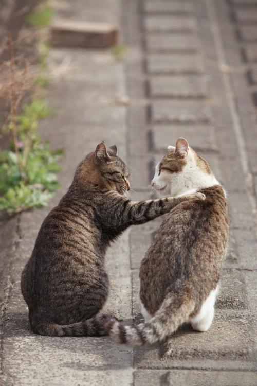 llbwwb:Hey! Let’s go drinking! Photo by Seiji Mamiya .