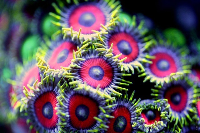 aestheticgoddess:  Coral by Felix Salazar 