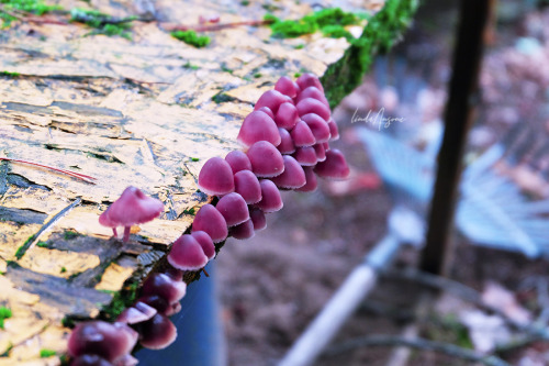 lindagoesmushrooming: Mycena haematopus