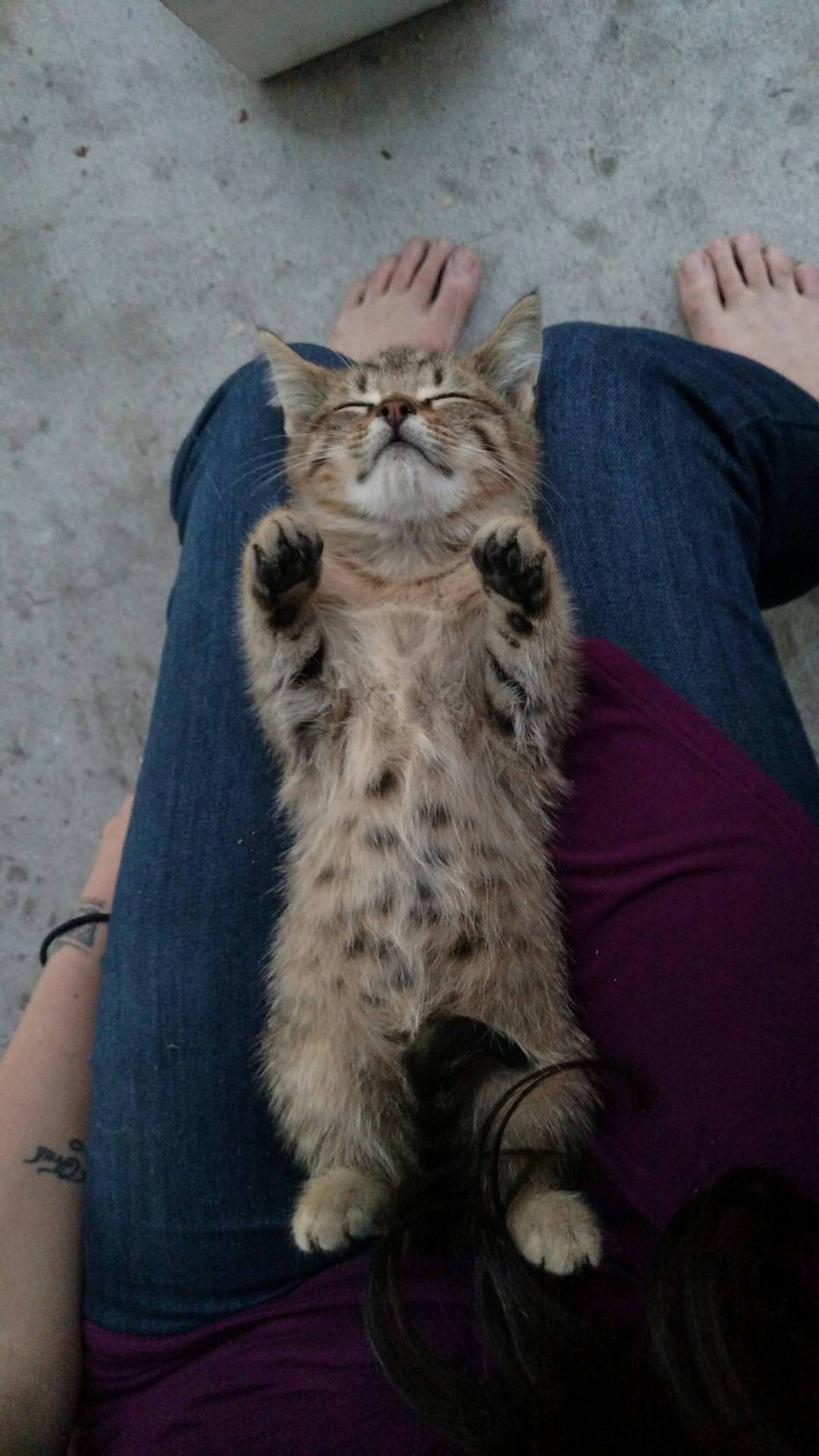 awwww-cute:  Too much turkey (Source: http://ift.tt/1HqQpvf)