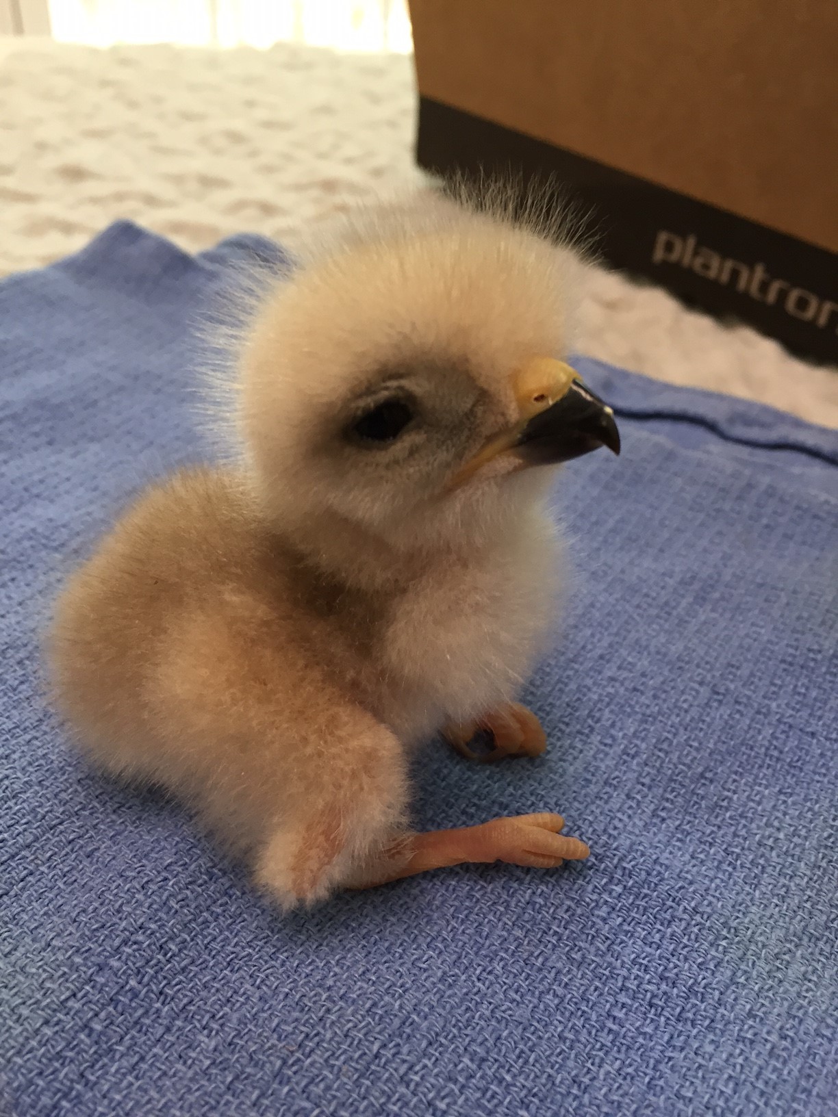 why-animals-do-the-thing: crc-rehab-blog: We admitted and re-nested our first red-shouldered