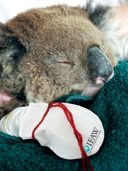 npr:  skunkbear:  The International Fund for Animal Welfare is asking people to sew mittens for injured koalas. IFAW campaigner Josey Sharrad says:  Koalas with burns to their paws need to have them treated with burn cream and wrapped in bandages. They