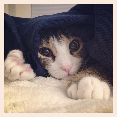 Amelia #kitten peeks out from under my laundry pile.