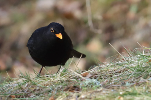 michaelnordeman:Blackbird/koltrast.