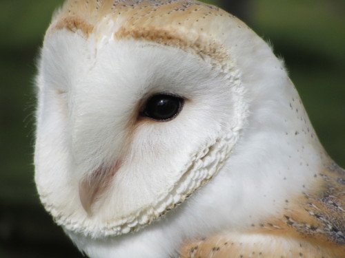 owls! - Baby, Turkmenian X Siberian eagle owl, 2 years old - Freddie, tawny owl, 7 years old - Annie