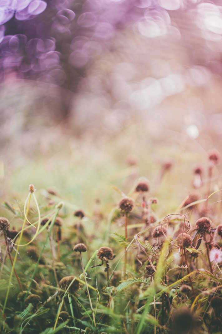 lensblr-network:  “ Beauty is but a flower which wrinkles will devour ; Brightness