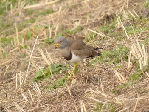 ケリ　Grey-headed lapwingTown Birds ～ 街の鳥 ArchiveTown Sparrow ～ 街のすずめ　Archive