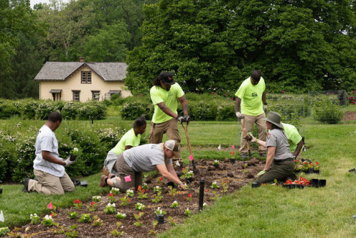 Parterre PlantingIn 2010, the Falling Gardens at Hampton National Historic Site were rehabilitated t