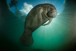 natgeotravel:See pictures of manatees flocking