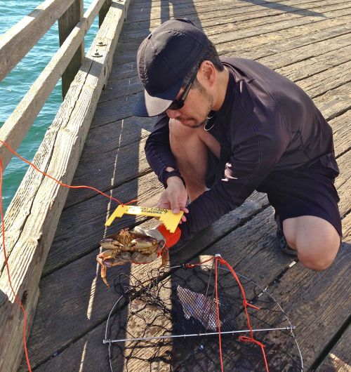 Tried my hand at crabbing yesterday off a pier in West Vancouver, using a trap I picked up at Army &