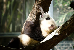 giantpandaphotos:  Xiao Liwu at the San Diego Zoo, California, on April 4, 2013. © Jescalera. 