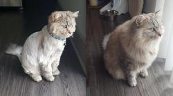 constantcaturday:My gf’s cat, Potato. The SPCA said her fur was really matted when they got her. The day she brought her home and 5 months later. From french fry to tator tot.