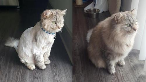 constantcaturday:My gf’s cat, Potato. The SPCA said her fur was really matted when they got he