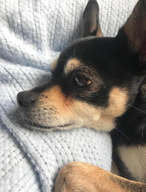 totallydoglife