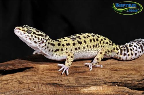 fortheloveofherpetology:  Leopard Gecko (Eublepharis macularius) Leopard geckos have a small “bark” they use if agitated Unlike most other gecko species, the leopard gecko has eyelids. They can even blink and close their eyes while sleeping Like many