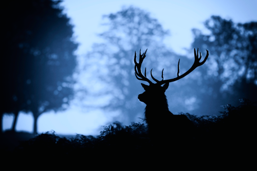 uulemnts:awkwardsituationist:photos by mark bridger (more deer posts)