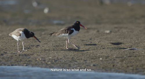 oldfilmsflicker:Birders, 2019 (dir. Otilia Portillo Padua)