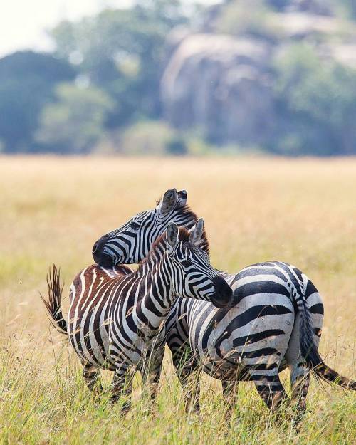 Photo by @kristinryanphoto“This coupling posture of zebras was quite a common sight in the #