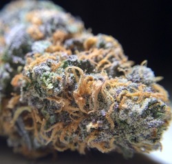 bluntrollerandsmoker:  blueberry