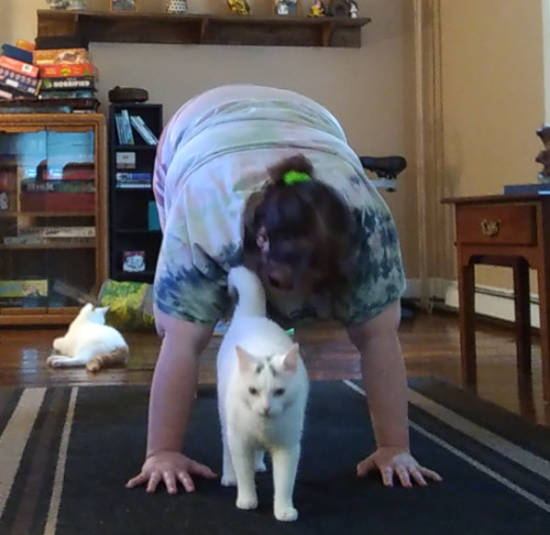 Yoga, even if your judgy cat keeps interrupting you!Visit my Youtube channel for more cats and weigh